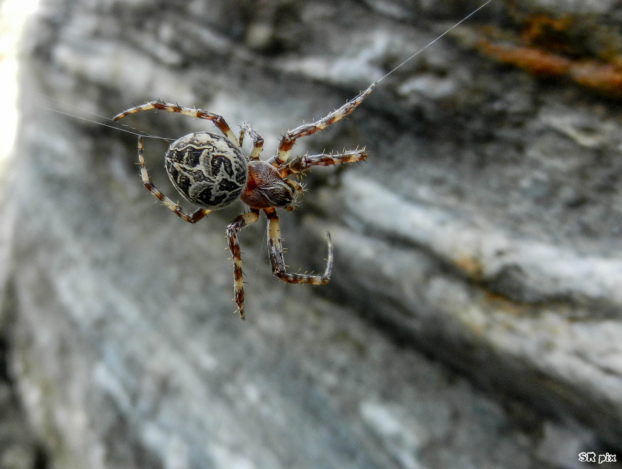 Nikon Coolpix S9100 sample photo. Nice spider photography