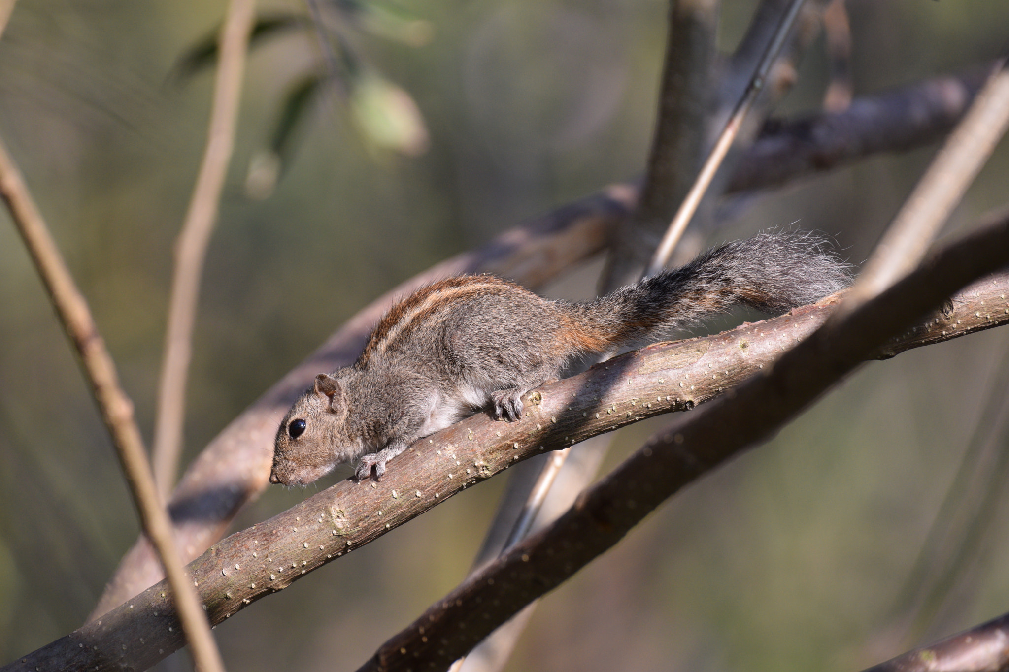 Nikon AF-S Nikkor 200-500mm F5.6E ED VR sample photo. Palm squirrel photography