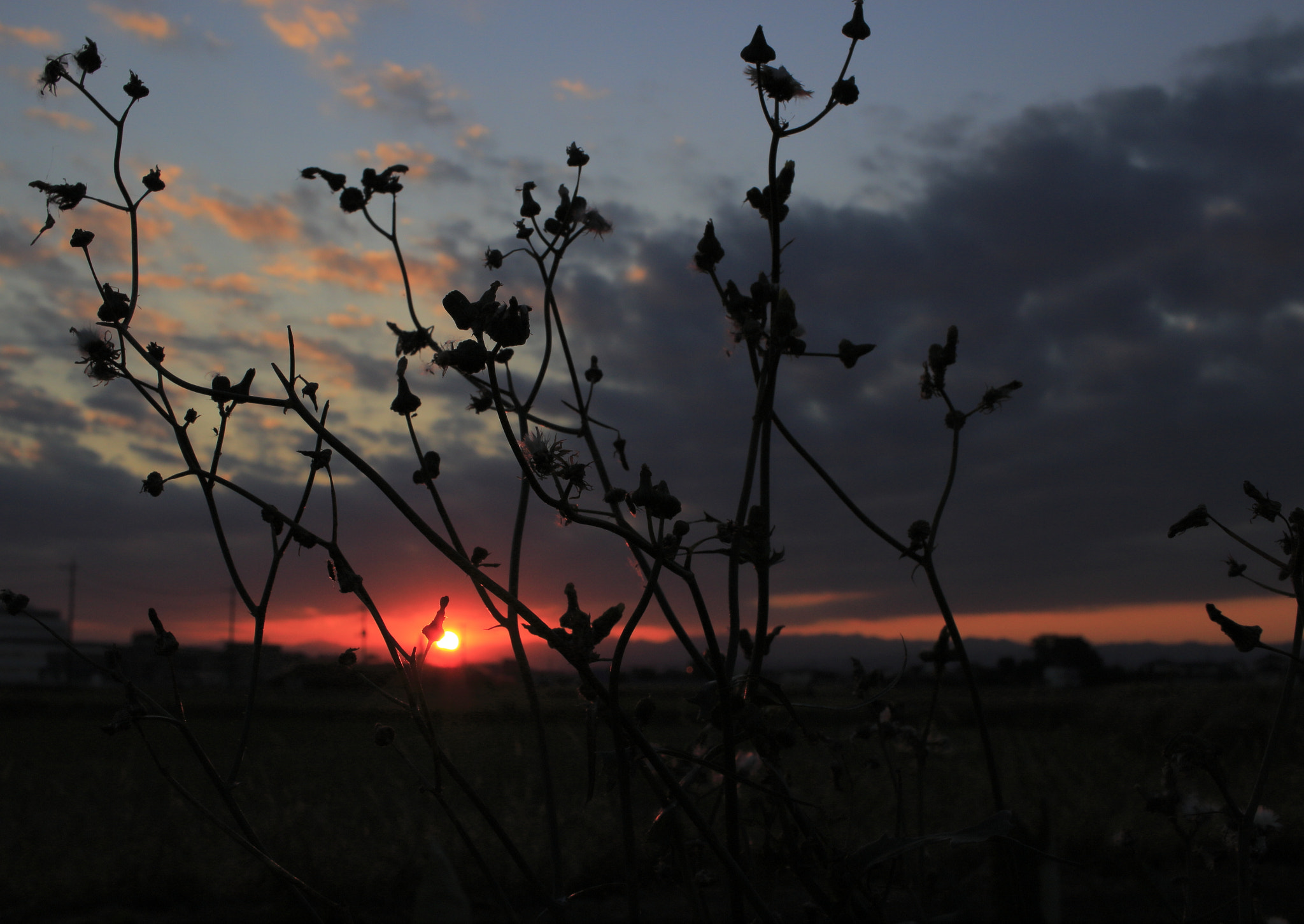 Canon EOS 100D (EOS Rebel SL1 / EOS Kiss X7) sample photo. Plants in sunset photography