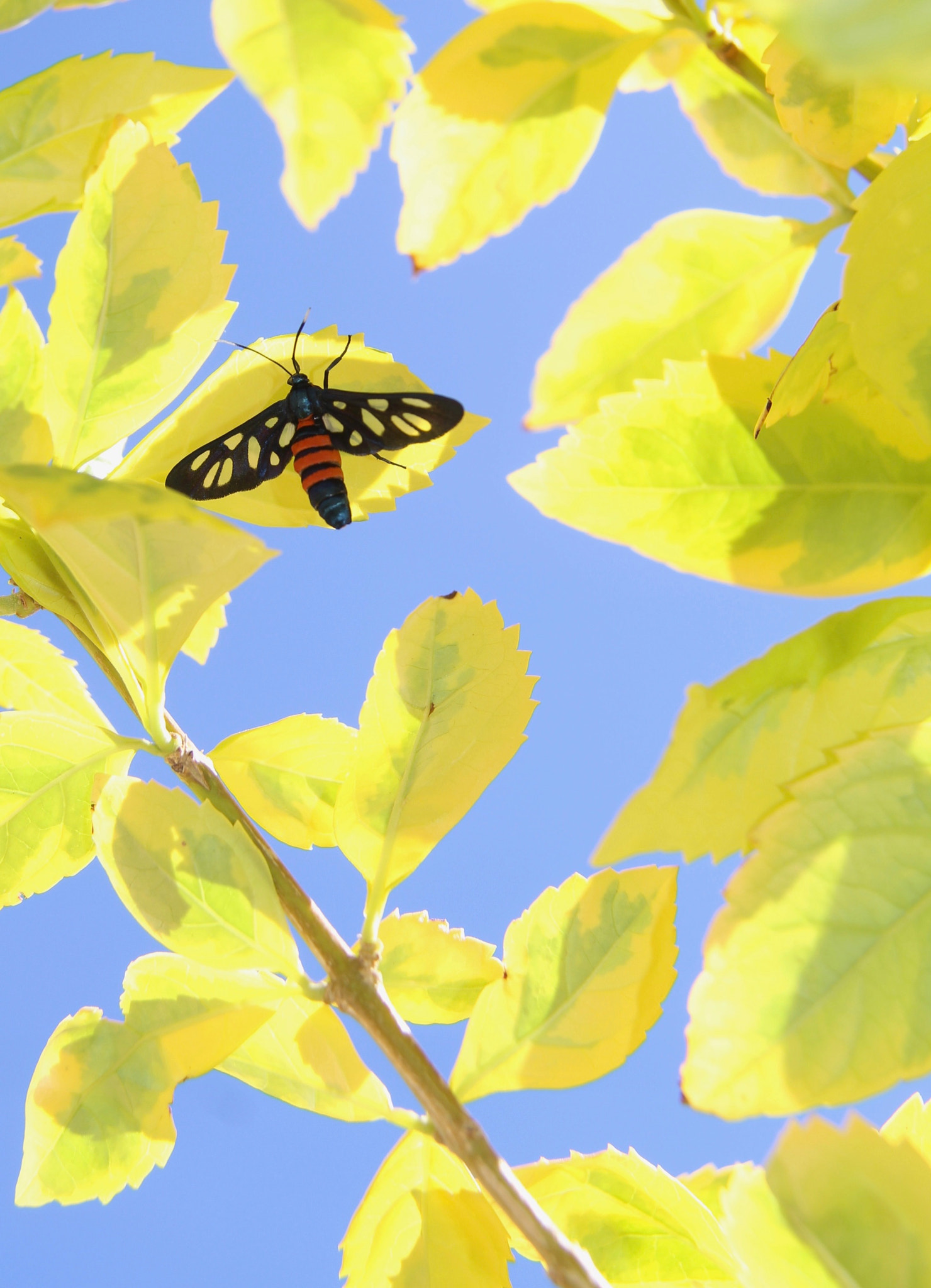Canon EF-S 18-200mm F3.5-5.6 IS sample photo. I found my little friend under a leaf, by laying u ... photography