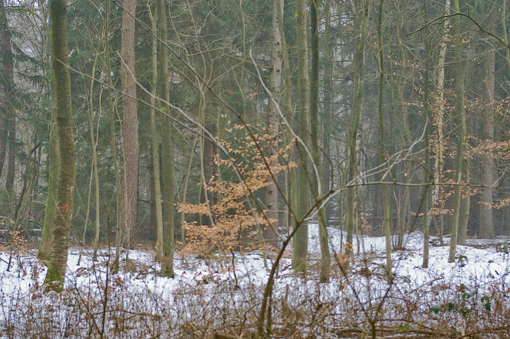 Pentax K100D Super sample photo. Little bit autumn photography