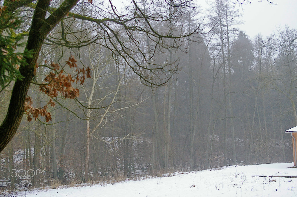 Pentax K100D Super sample photo. Snowy forest photography