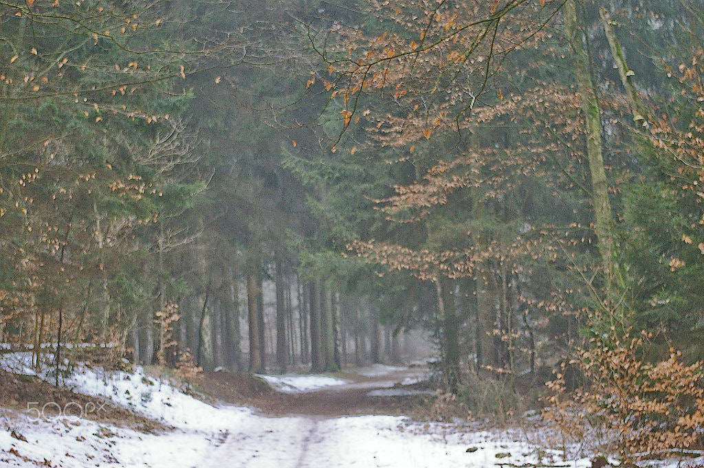 Pentax K100D Super sample photo. Snowy path photography