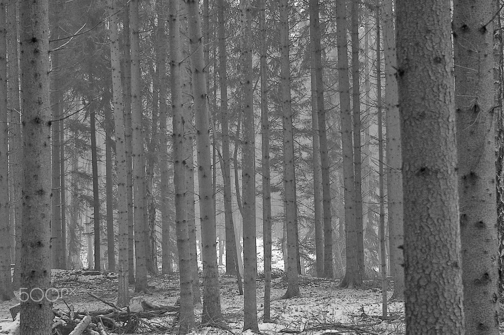 Pentax K100D Super sample photo. Snowy forest photography
