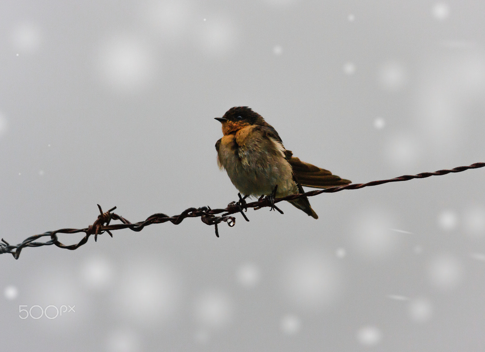 Canon EOS 40D + EF75-300mm f/4-5.6 sample photo. Welcome swallow sitting on barbed wire photography