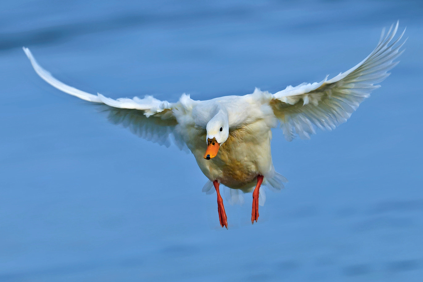 Nikon AF-S Nikkor 300mm F2.8G ED-IF VR sample photo. Im anflug photography