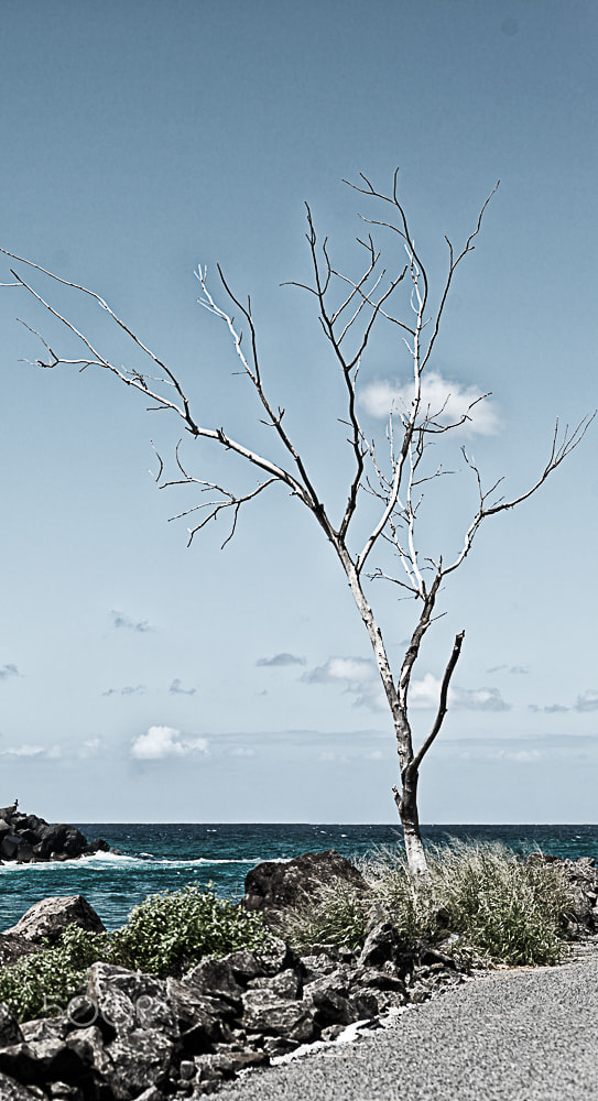 Nikon D800E + Sigma 85mm F1.4 EX DG HSM sample photo. Lone tree photography