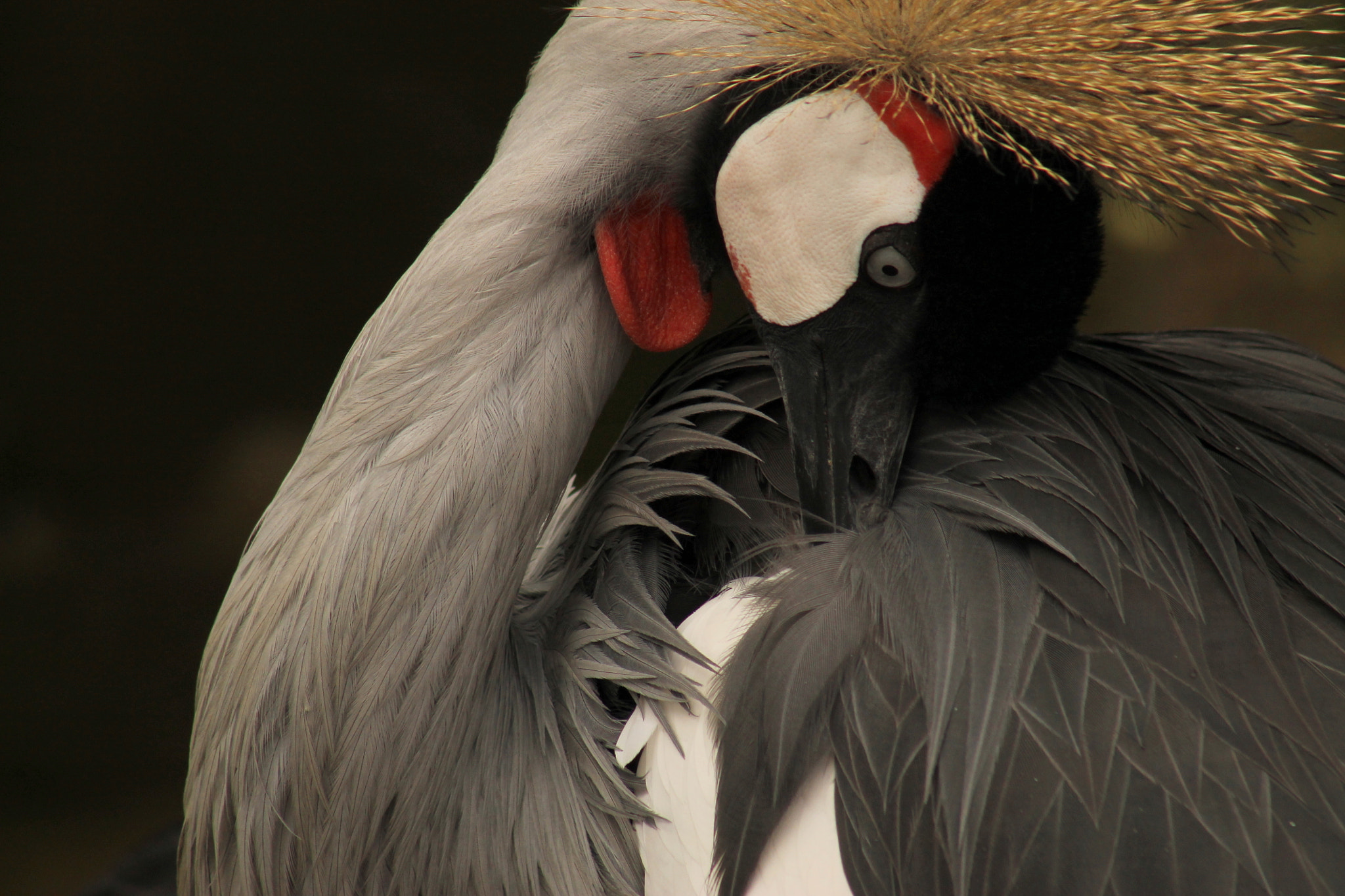 Canon EF 75-300mm f/4-5.6 USM sample photo. Black crowned crane photography