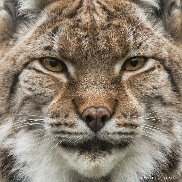 LYNX EYES by Wolf Ademeit / 500px