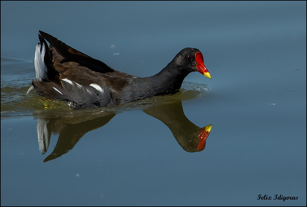 Canon EF 500mm F4L IS USM sample photo. Reflejo photography