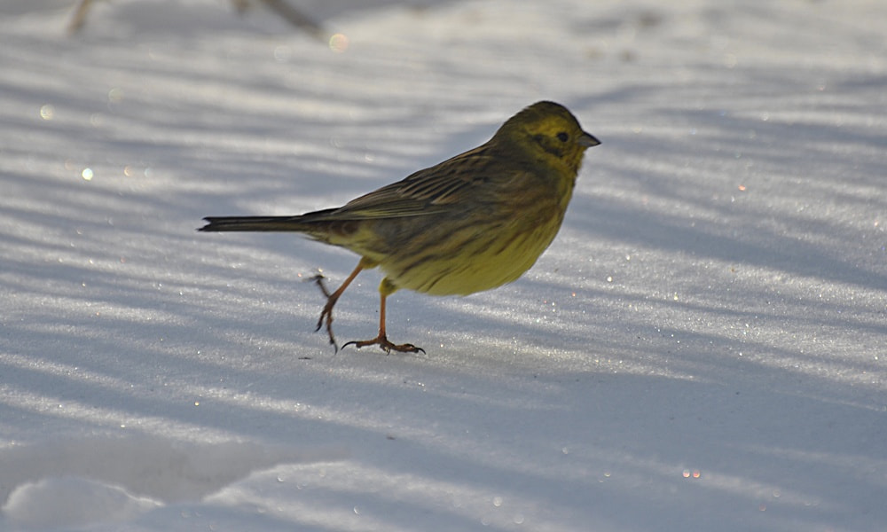 Nikon D3000 sample photo. Yellowbird photography