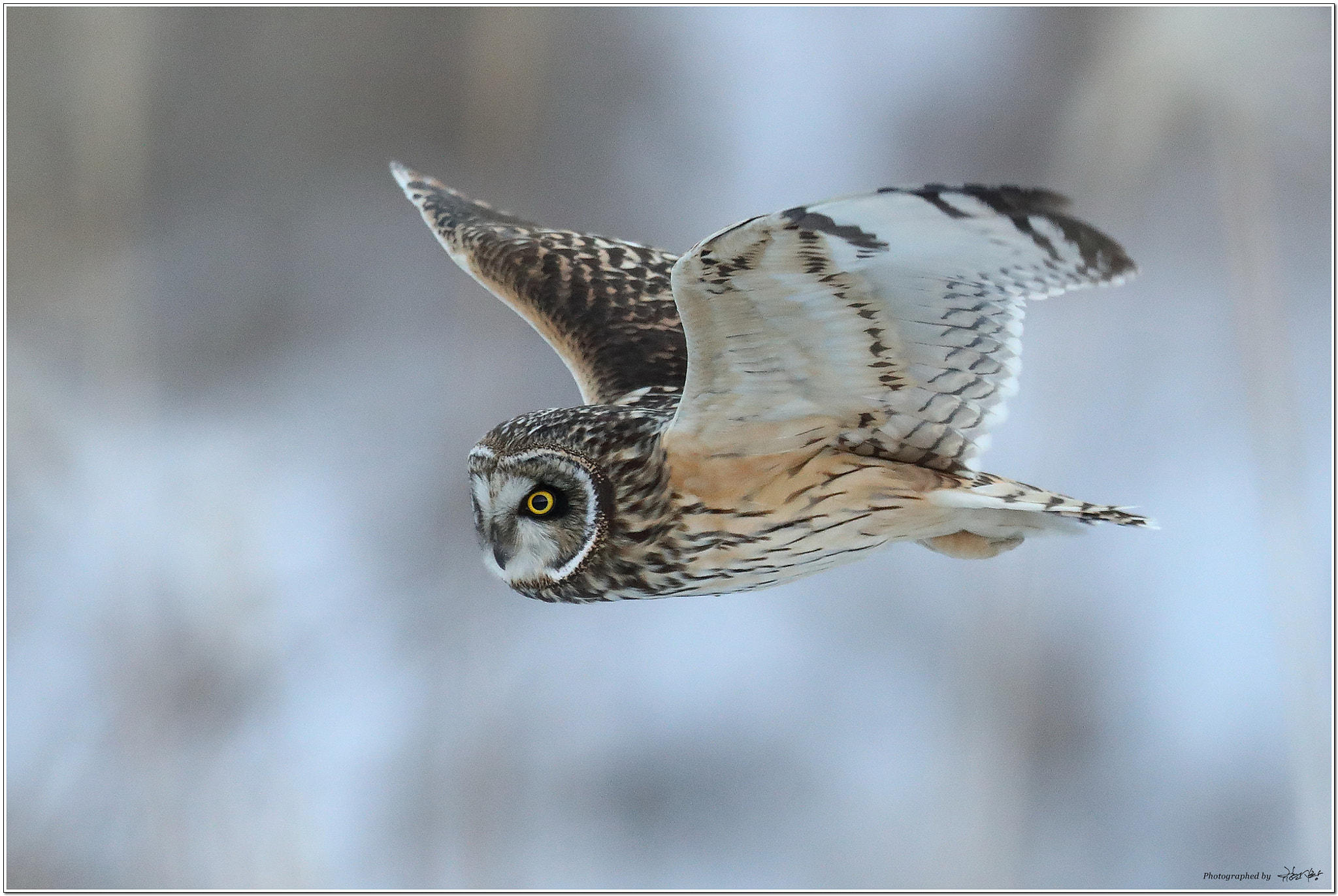 Canon EF 600mm F4L IS II USM sample photo. Short-eared owl photography