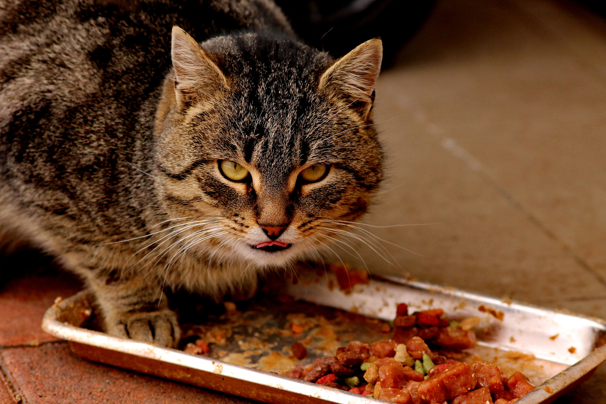 Canon EOS 1100D (EOS Rebel T3 / EOS Kiss X50) sample photo. Winter cat edition. photography
