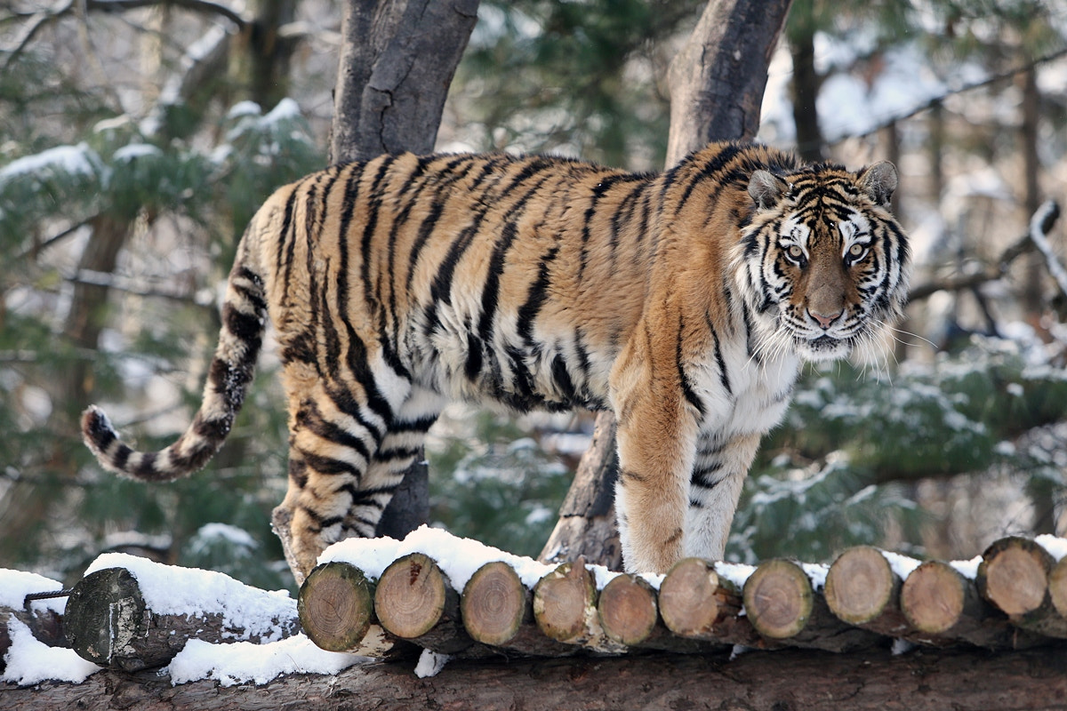 Canon EF 70-200mm F2.8L IS USM sample photo. Korean tiger in everland photography