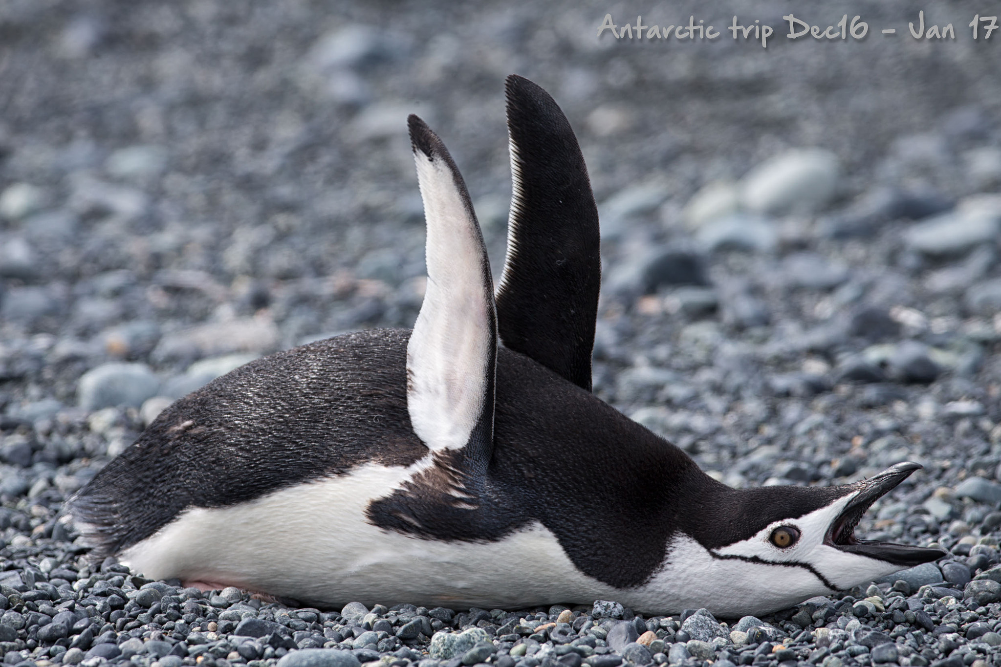 Canon EOS-1D X + Canon EF 200-400mm F4L IS USM Extender 1.4x sample photo. Chinstrap penguin photography
