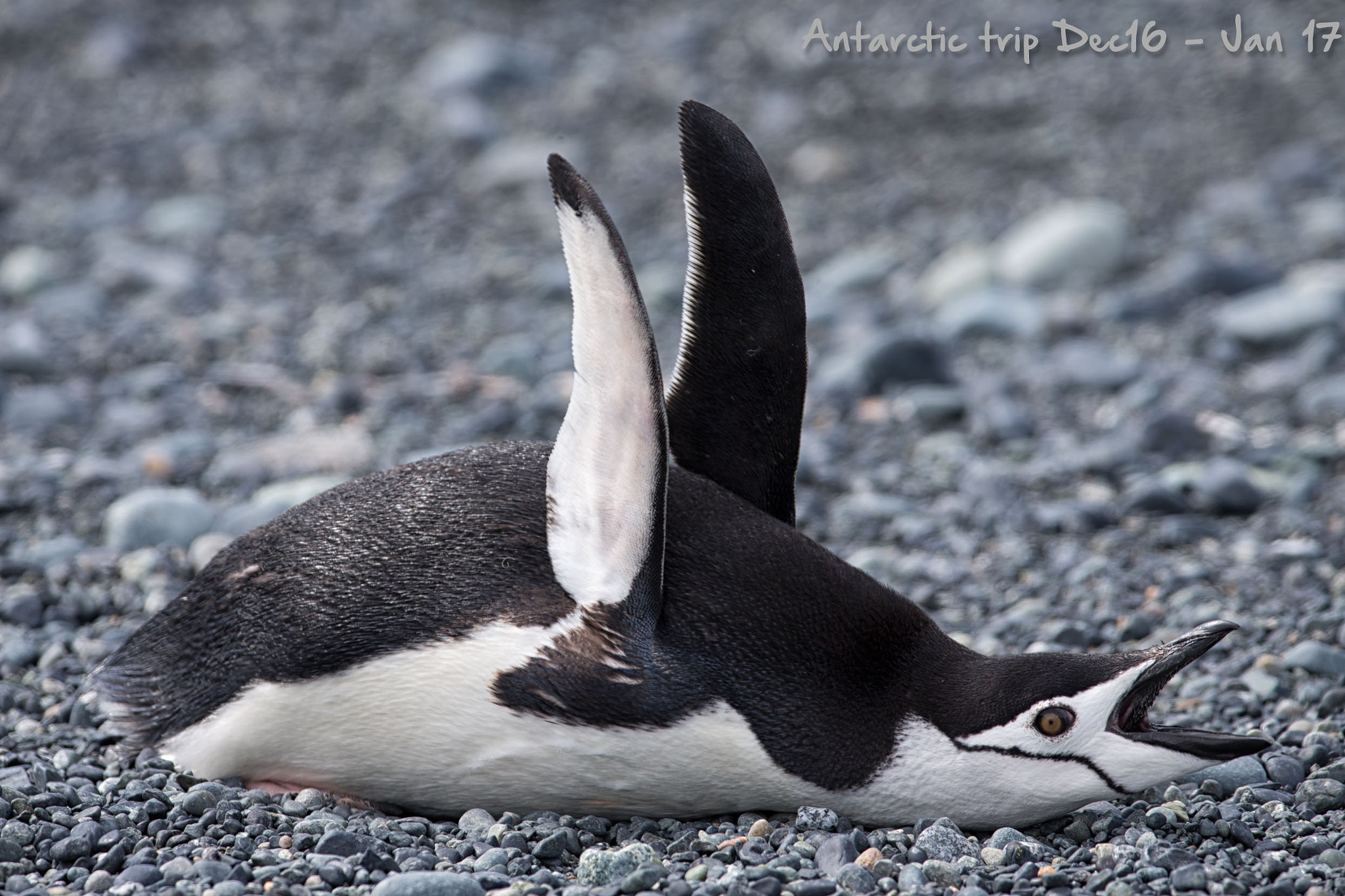 Canon EF 200-400mm F4L IS USM Extender 1.4x sample photo. Chinstrap penguin photography