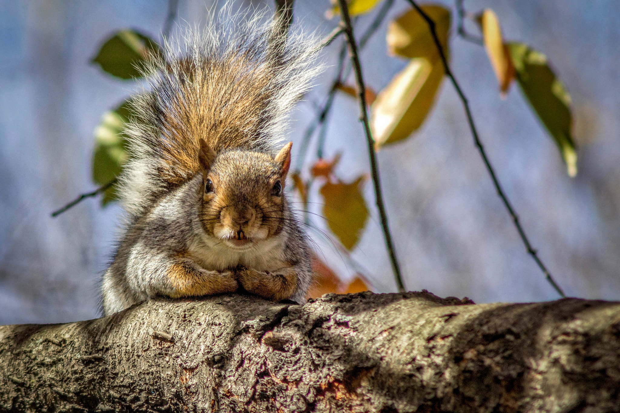 Canon EF 90-300mm F4.5-5.6 sample photo. Squirrel photography