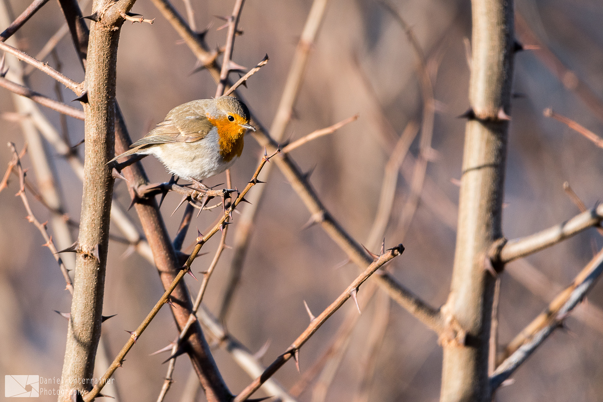 Nikon D5500 + Sigma 150-600mm F5-6.3 DG OS HSM | C sample photo. A robin in the early morning sun photography