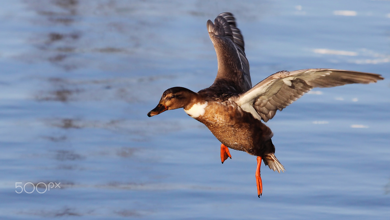 Canon EF 100-400mm F4.5-5.6L IS USM sample photo. Free as a bird photography