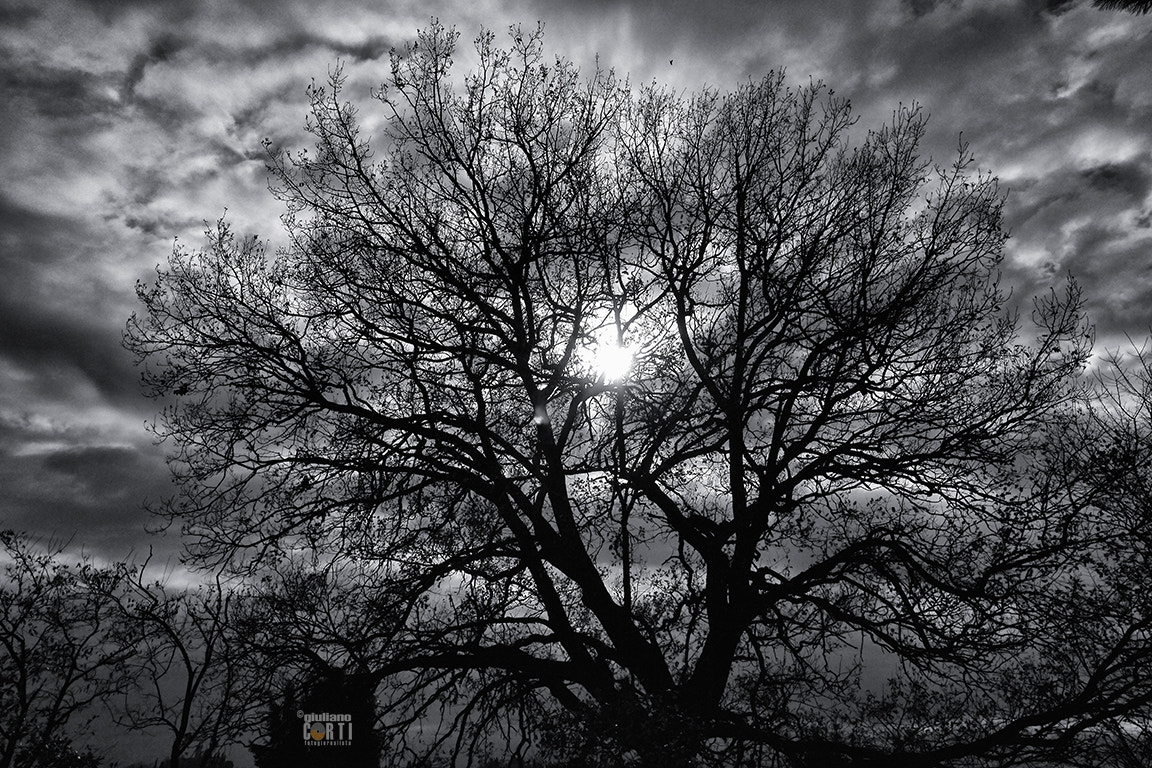 Canon EF-M 11-22mm F4-5.6 IS STM sample photo. Il sole fra i rami photography