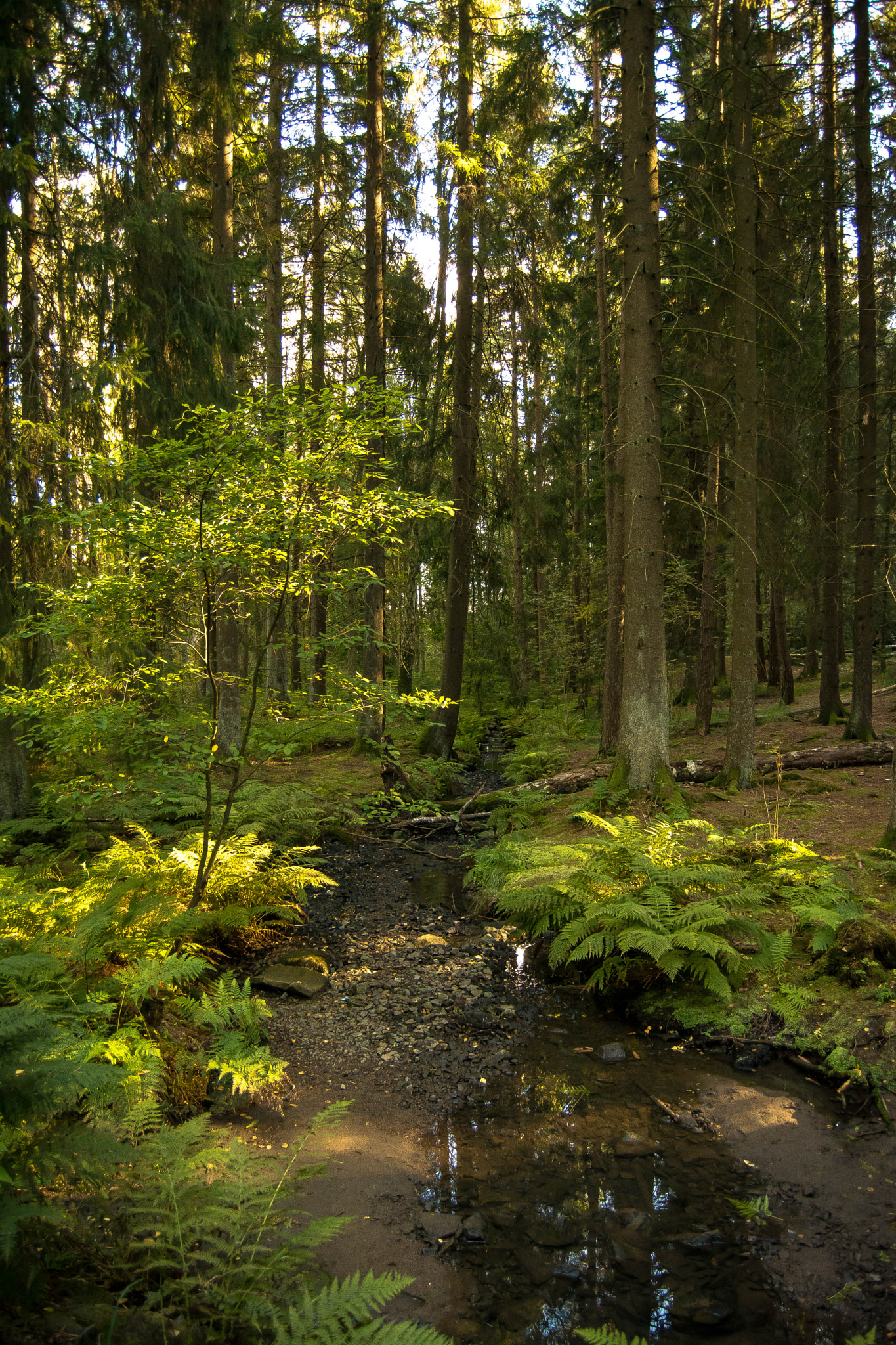 Nikon D7100 + Nikon AF-S DX Nikkor 18-55mm F3.5-5.6G II sample photo. Missing spring and summer. photography