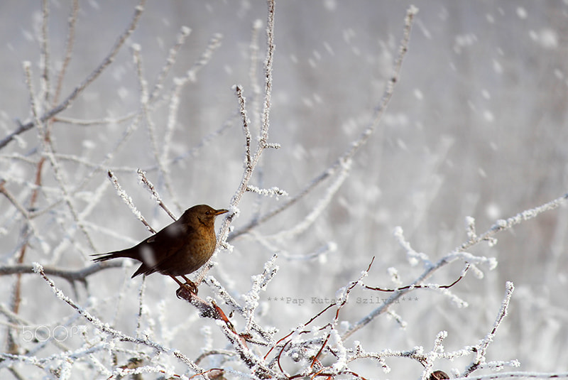Canon EF-S 55-250mm F4-5.6 IS sample photo. Cold photography