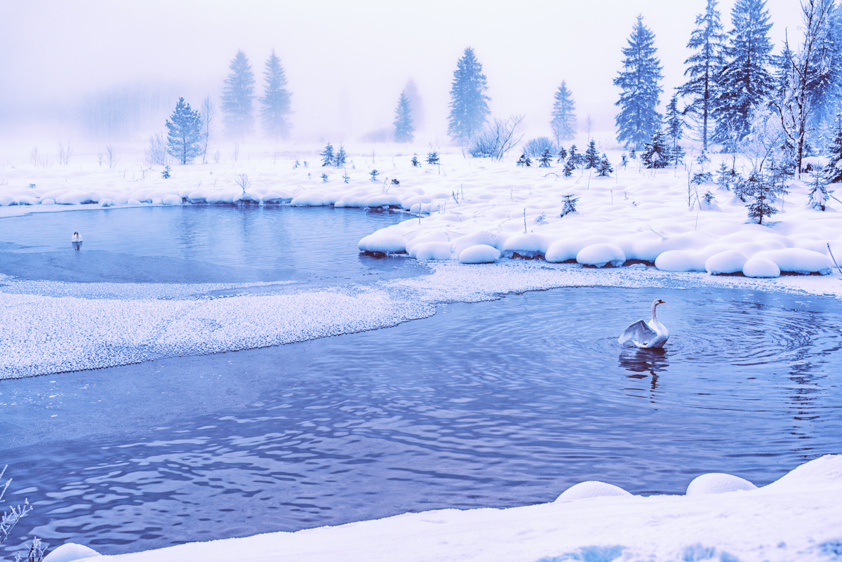 Tamron SP 45mm F1.8 Di VC USD sample photo. Swan in an alpine lake photography