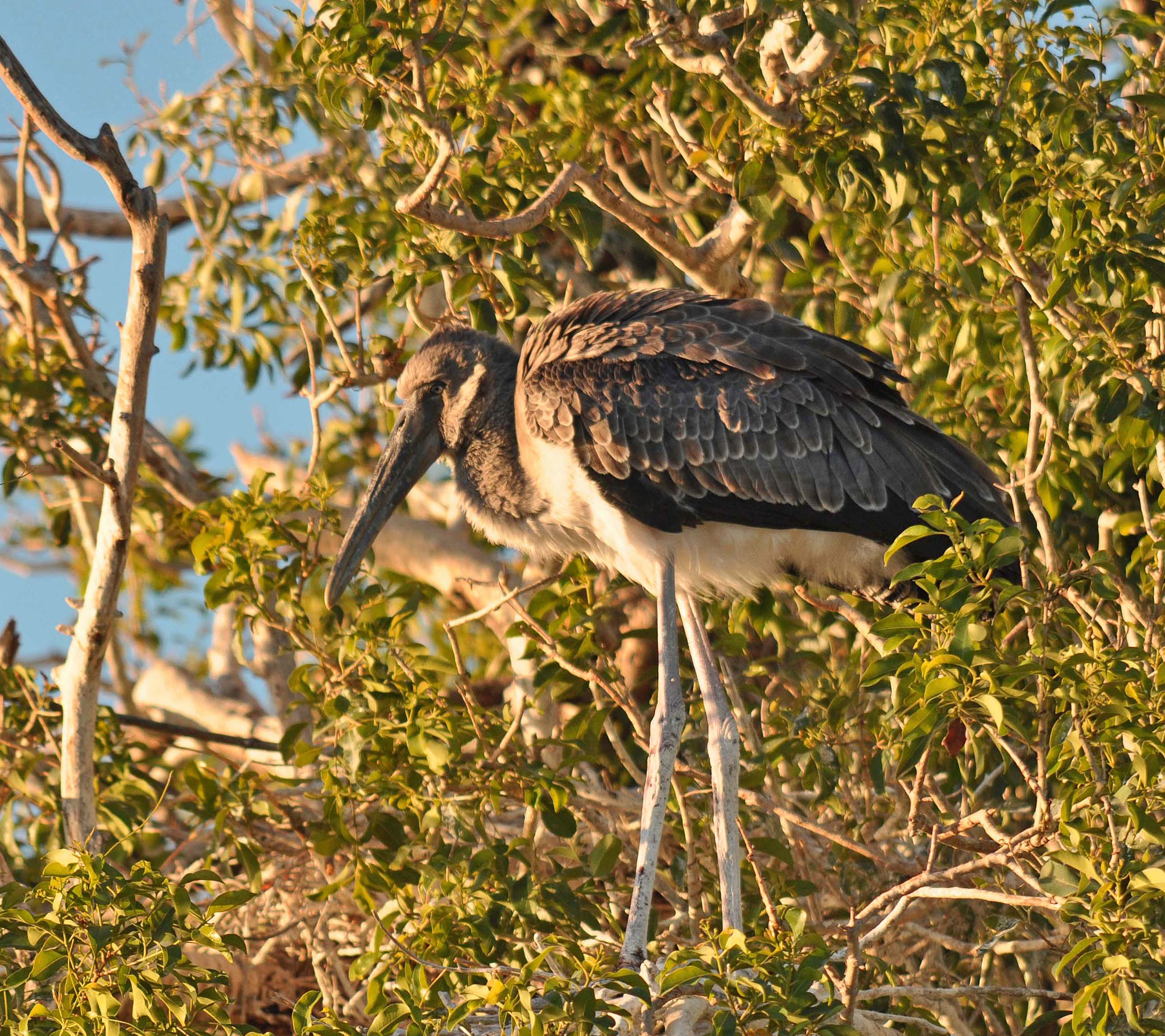 Sigma 150-500mm F5-6.3 DG OS HSM sample photo. Juvenile saddle billed stork photography