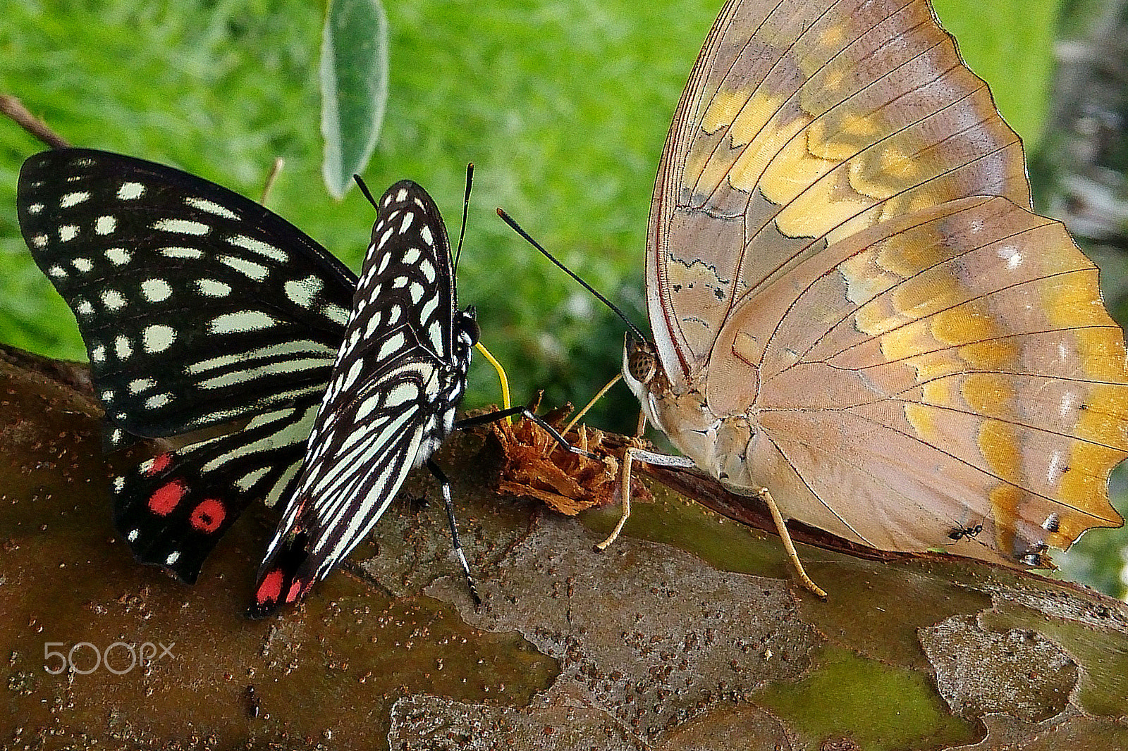 Xiaomi MI3 sample photo. If butterflies can, why can't we? photography