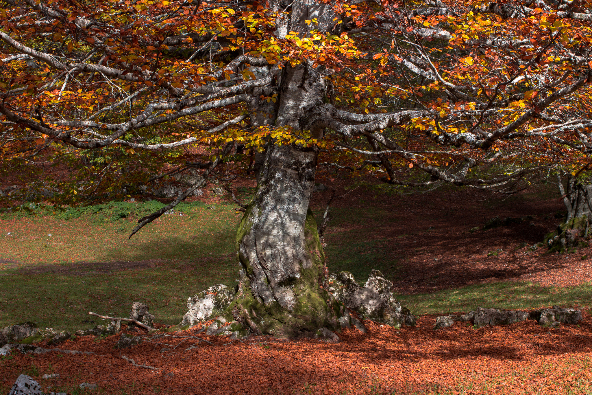 Canon EOS 70D + Canon EF 40mm F2.8 STM sample photo. Dancing tree photography
