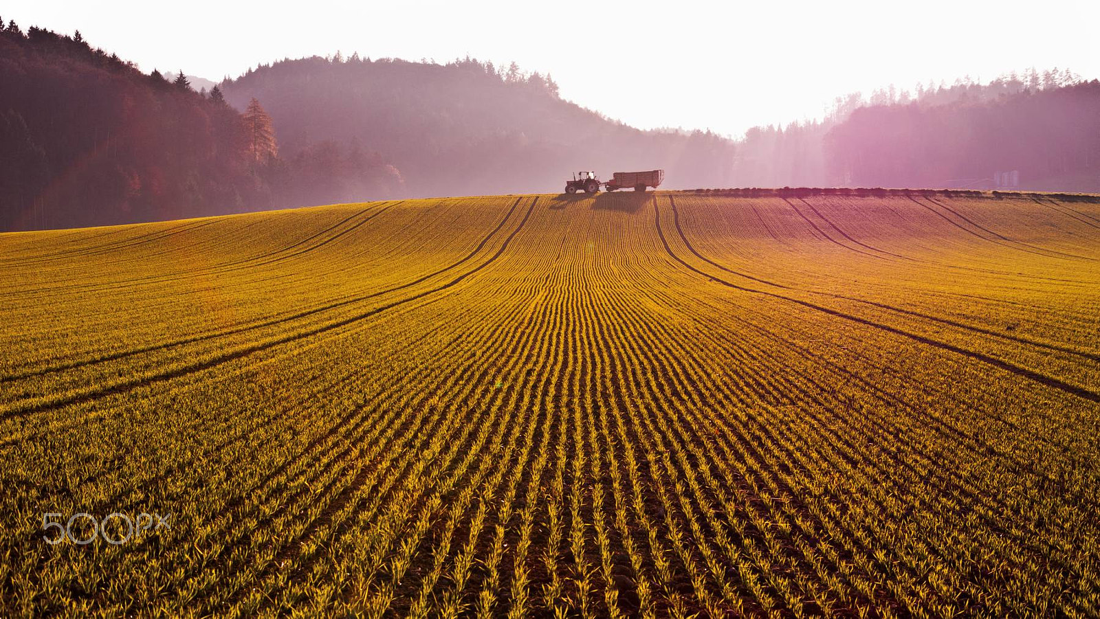 Panasonic Lumix DMC-GH2 sample photo. Winter wheat field photography