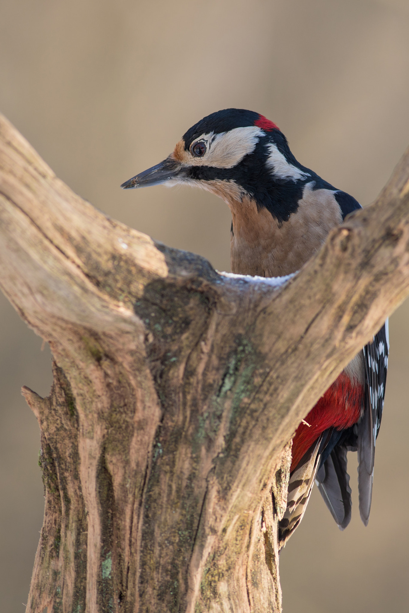 Canon EF 400mm F5.6L USM sample photo. Strakapoud velký (dendrocopos major)  photography