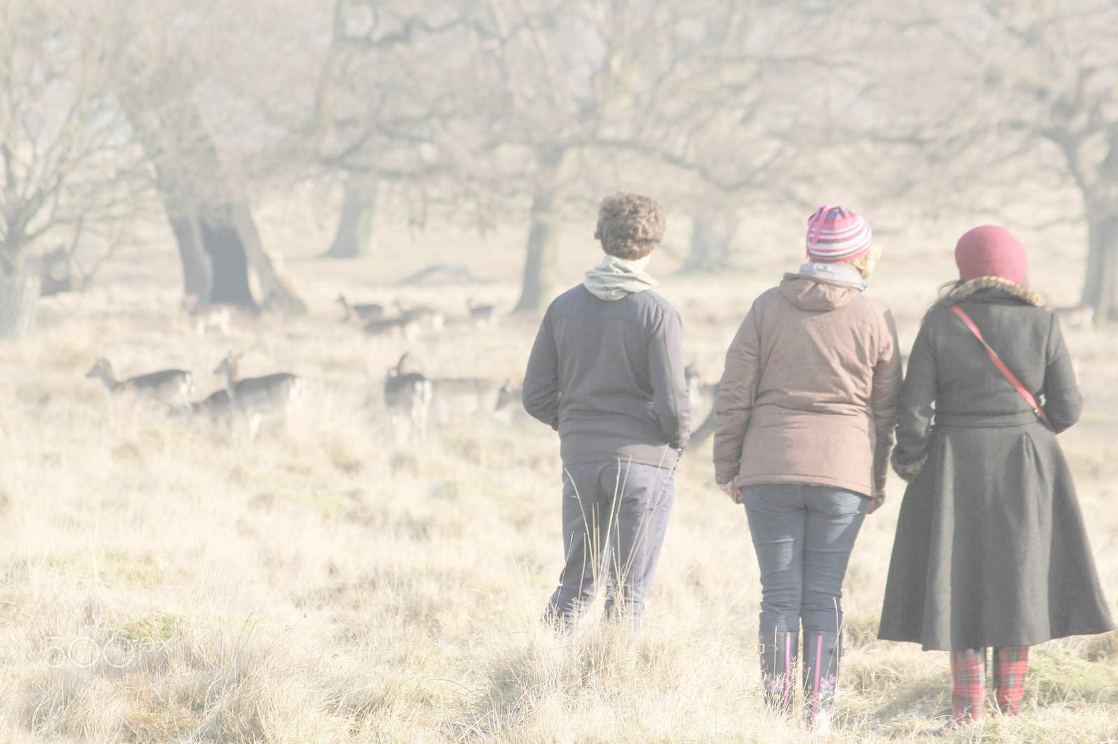 Canon EF 75-300mm F4.0-5.6 IS USM sample photo. Countryside walking or deer herd stalking? photography