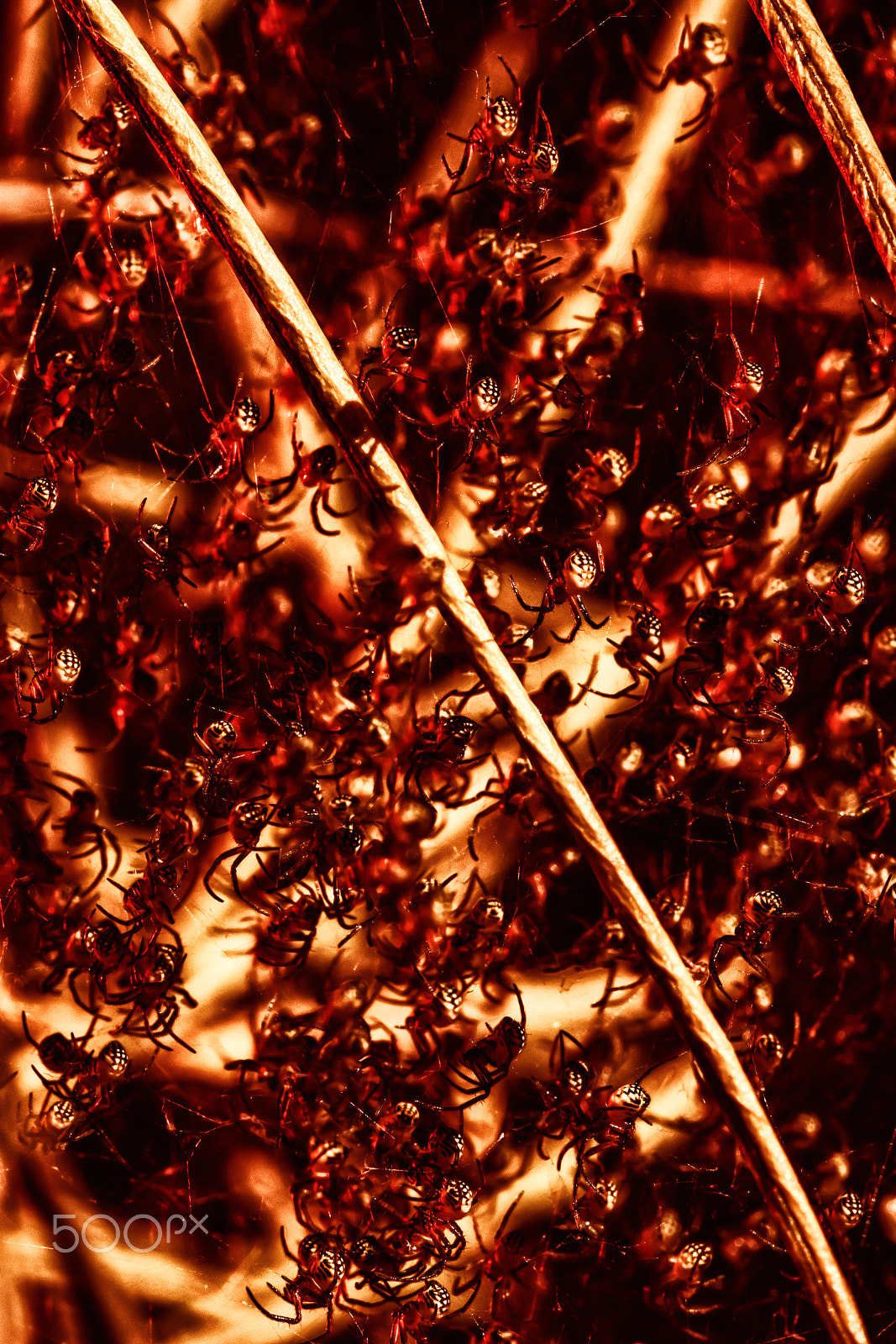 Sigma 105mm F2.8 EX DG OS HSM sample photo. Arachnid hot spot photography
