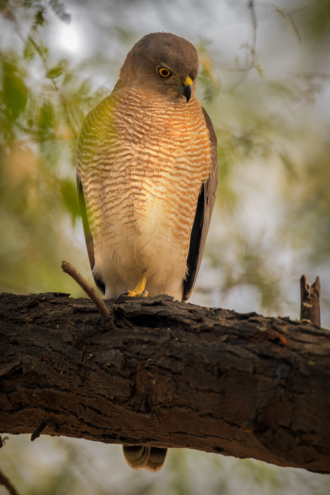 Nikon AF-S Nikkor 800mm F5.6E FL ED VR sample photo. Shikra accipiter badius পত শকর photography
