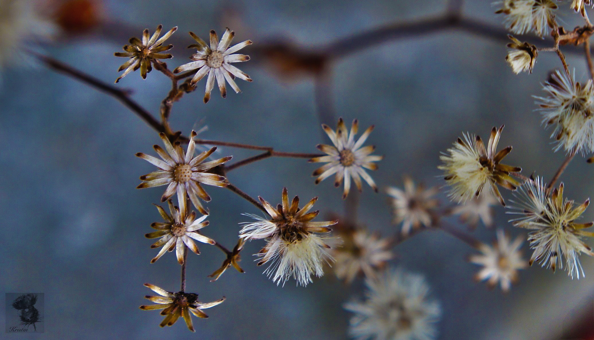 Tamron 18-200mm F3.5-6.3 Di III VC sample photo. December beauty photography