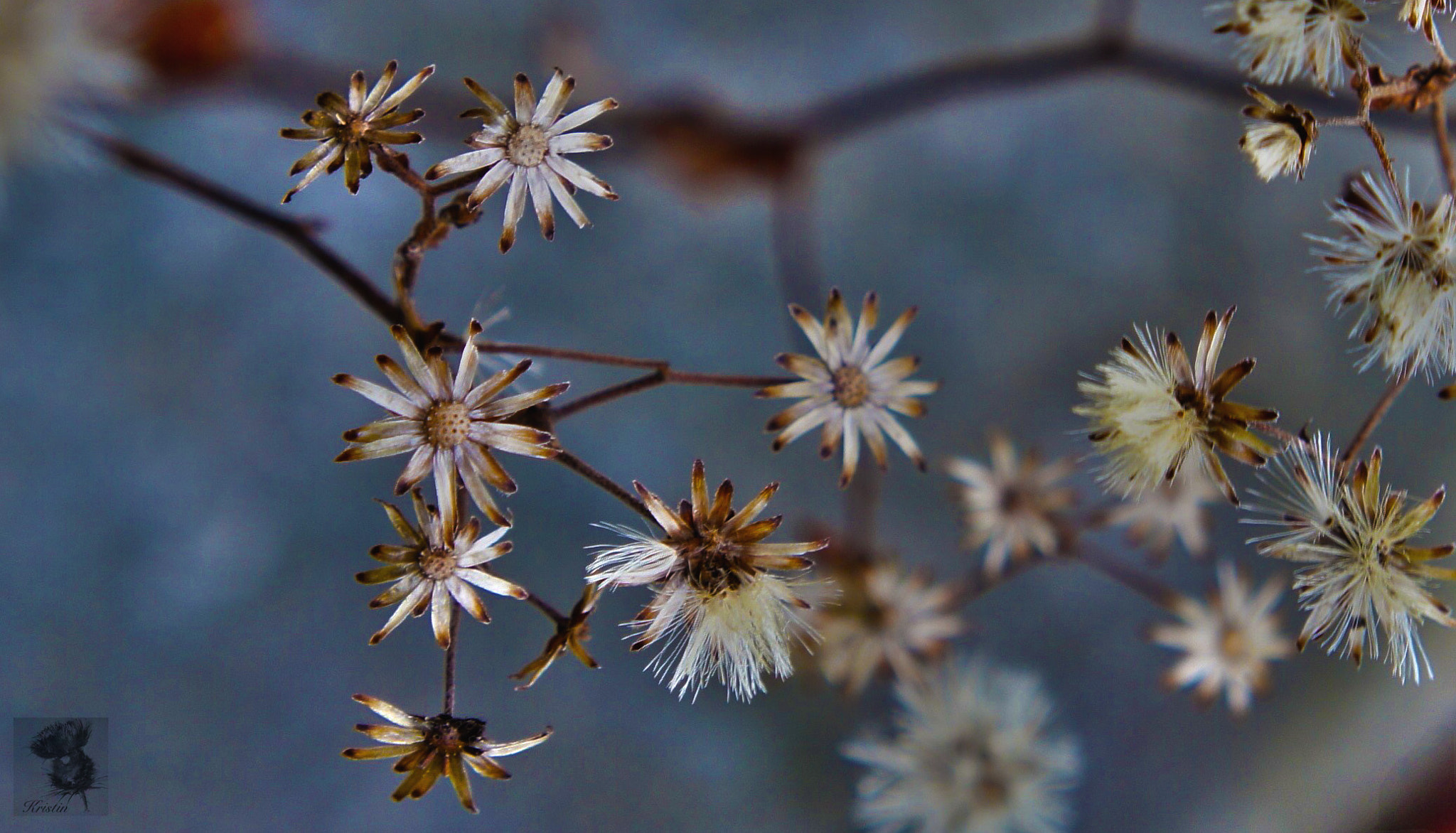 Sony Alpha NEX-3 sample photo. December beauty photography