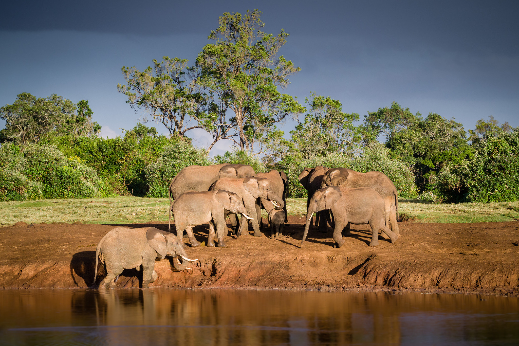 Olympus OM-D E-M1 Mark II sample photo. Elephant family photography