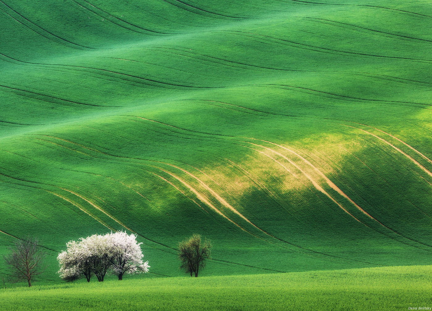 Tamron SP 150-600mm F5-6.3 Di VC USD sample photo. Famous trees in moravian fields photography