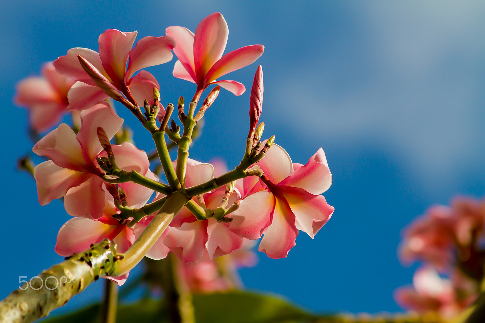 Canon EF 75-300mm F4.0-5.6 IS USM sample photo. Frangipani flowers with pink sky. photography