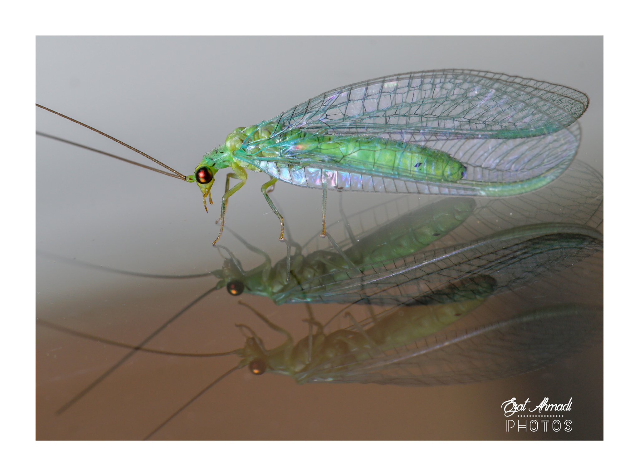 Sony ILCA-77M2 + 105mm F2.8 sample photo. Pictures of me! photography