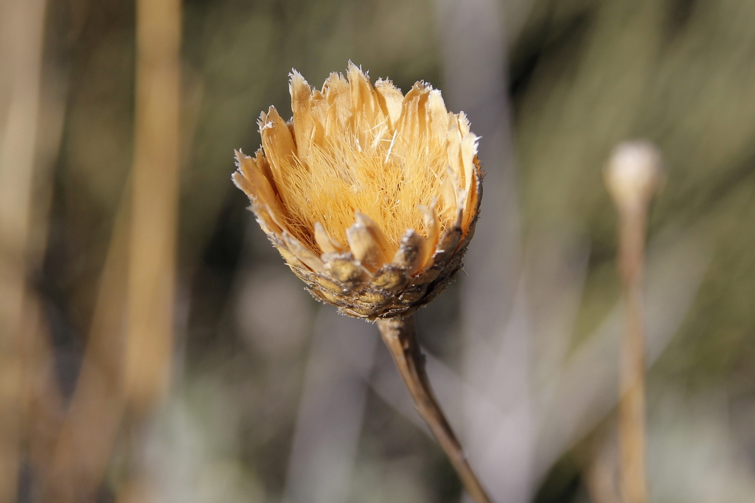 Canon EOS 100D (EOS Rebel SL1 / EOS Kiss X7) sample photo.   photography