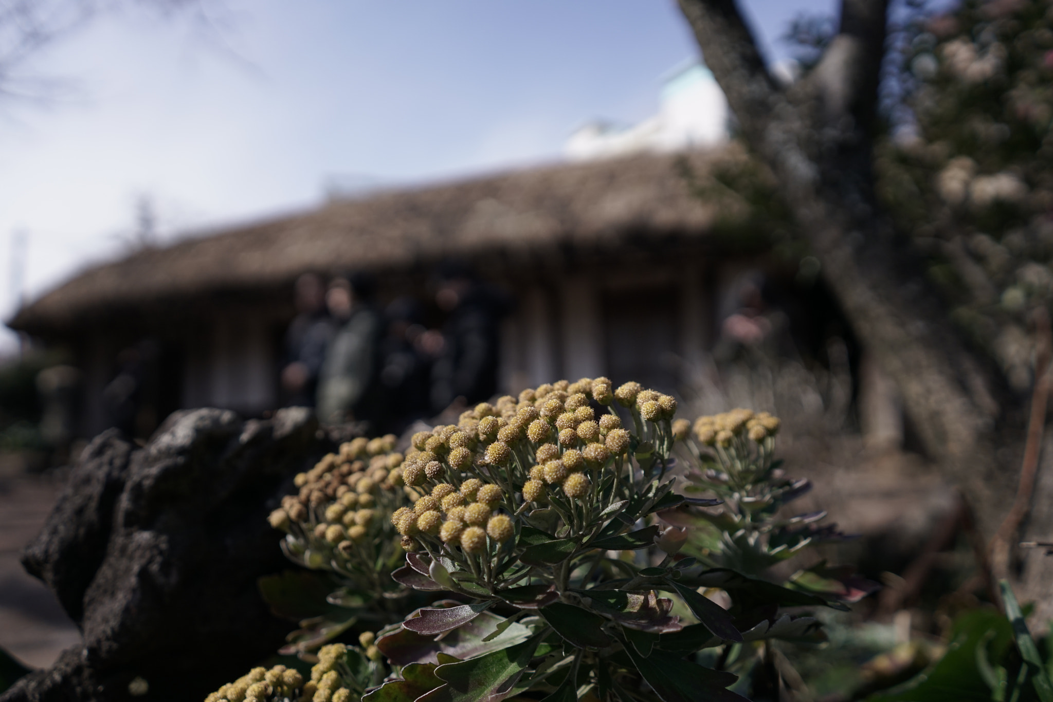 Sony a7R II + Sony FE 28mm F2 sample photo. Jeju island's traditional houses photography