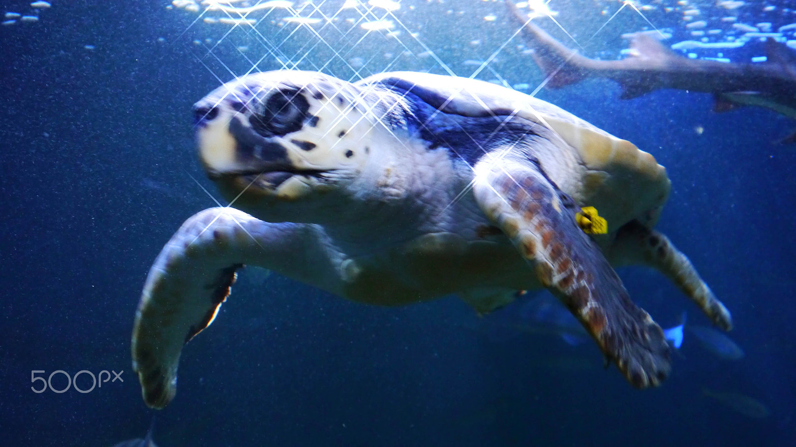 Panasonic Lumix DMC-G5 sample photo. Waterturtle photography