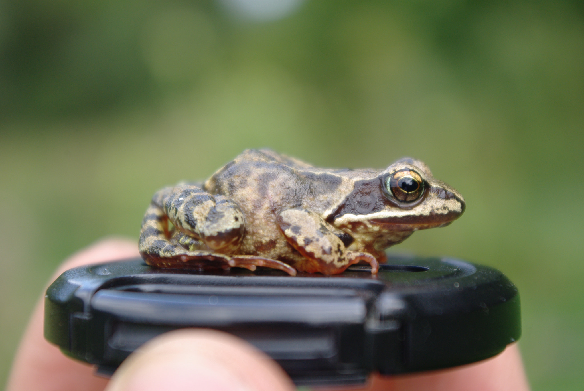 Pentax K200D sample photo. Frog on the lens cap photography