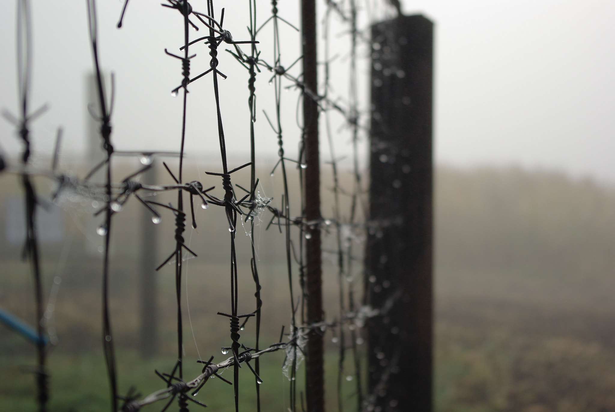 Pentax K200D sample photo. Barbed wire with drops of dew photography
