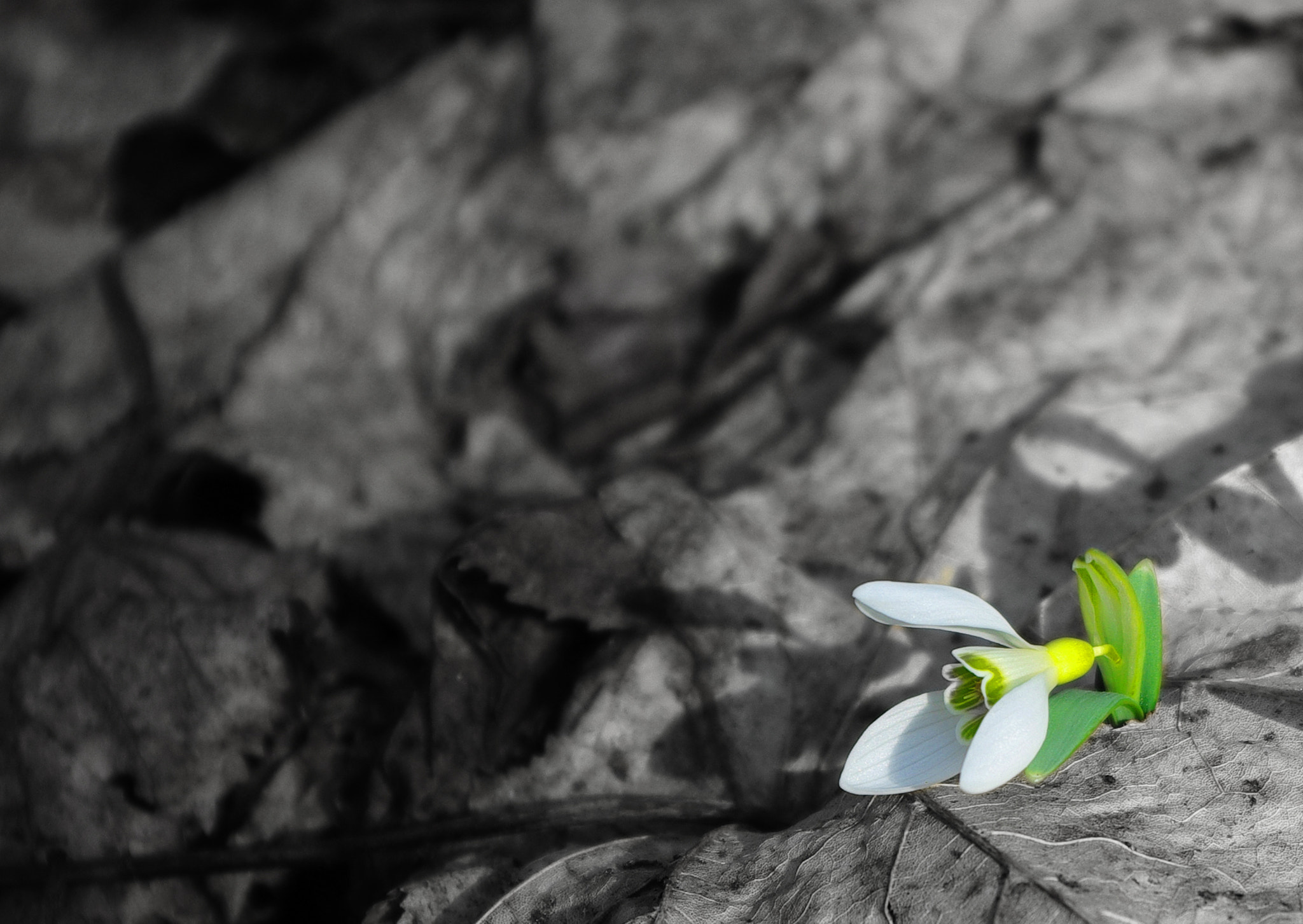 Pentax K200D sample photo. Snowdrop made his way through a leaf photography