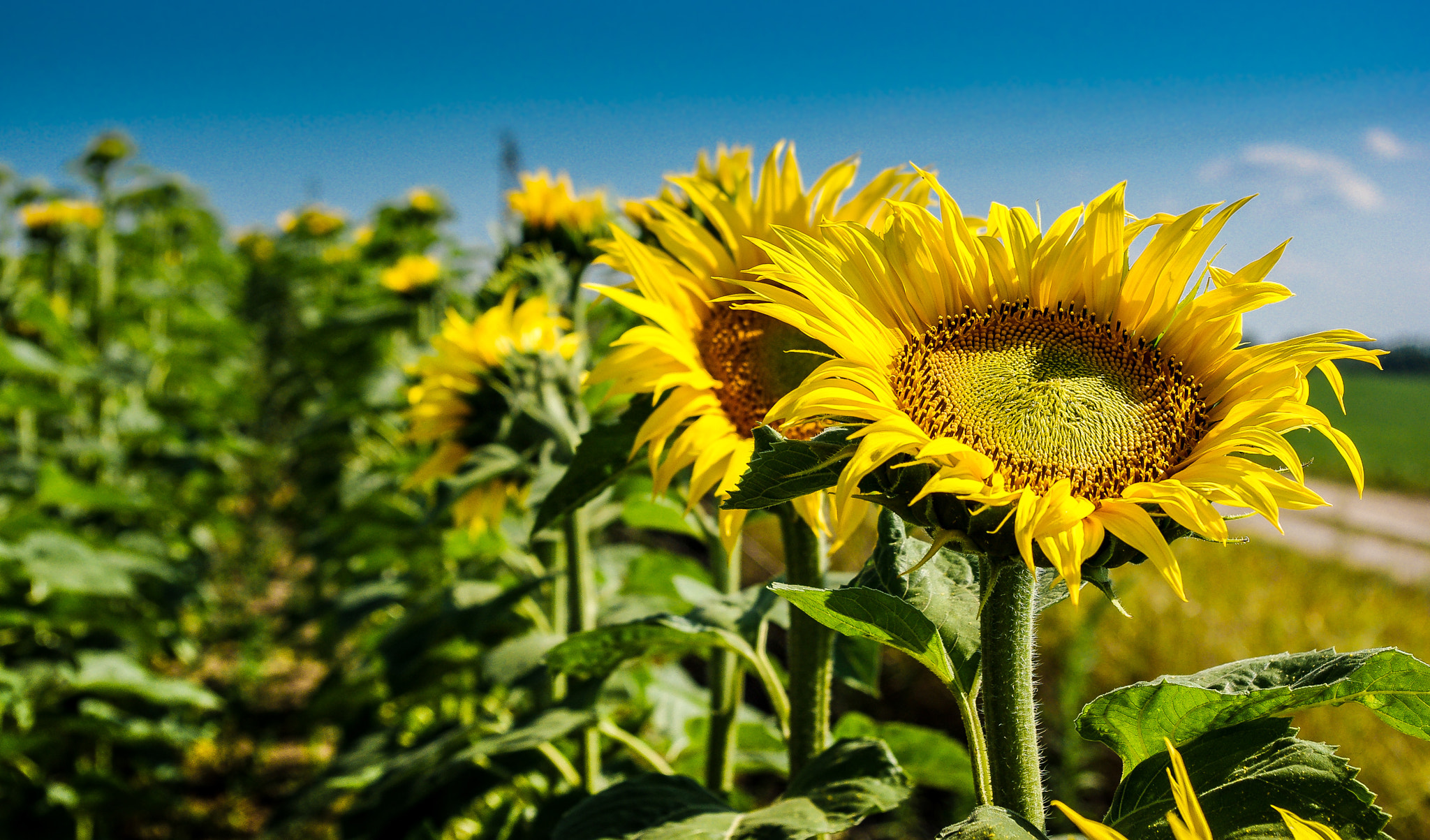 Pentax smc DA 18-55mm F3.5-5.6 ED AL II (IF) sample photo. Sunflowers in the field photography