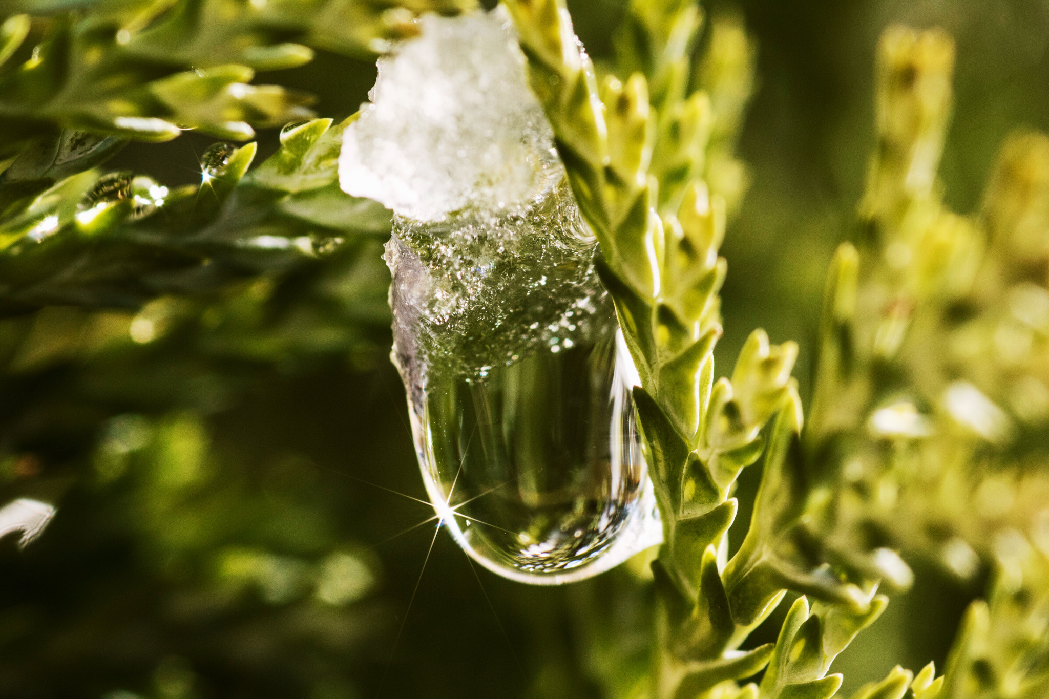 Sigma 105mm F2.8 EX DG Macro sample photo. Half iced waterdrop photography