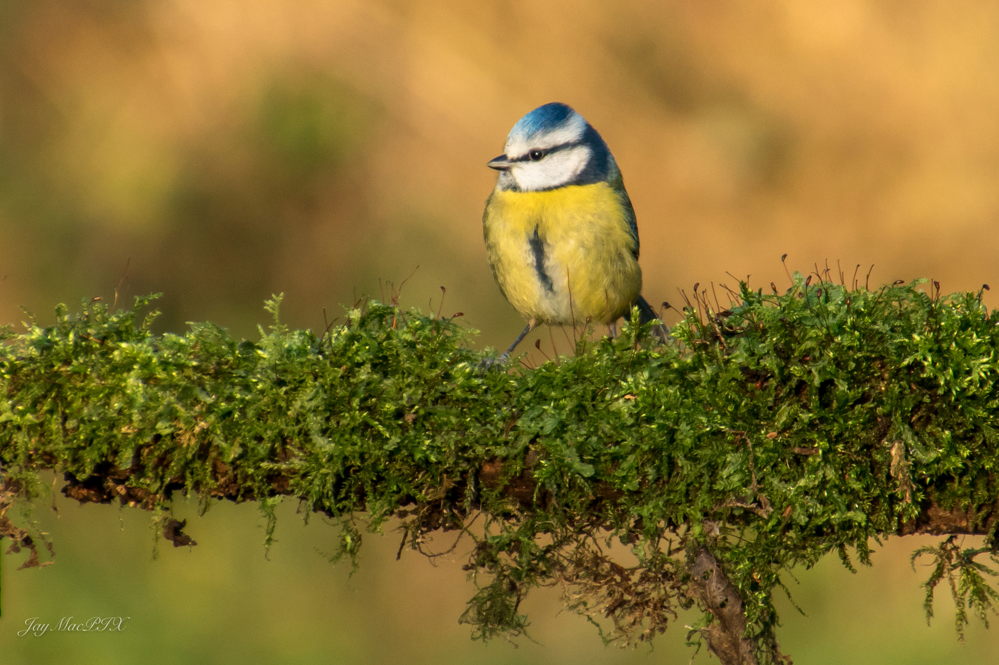 Canon EOS 760D (EOS Rebel T6s / EOS 8000D) sample photo. Blue tit enjoying winter sunshine photography